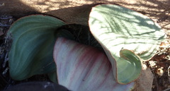 Eriospermum capense capense