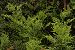 Angola · iNaturalist