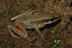 Indosylvirana