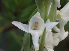 Platanthera dilatata albiflora