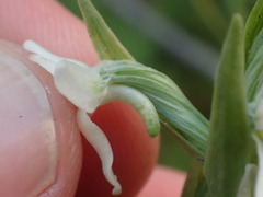 Platanthera dilatata albiflora