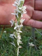 Platanthera dilatata albiflora