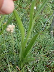 Platanthera dilatata albiflora