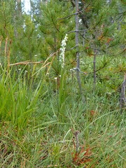 Platanthera dilatata albiflora