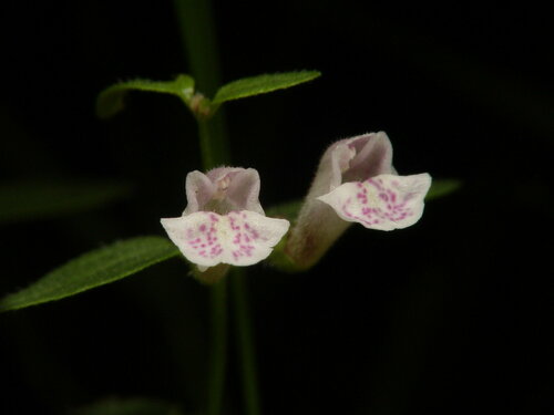 Scutellaria minor Huds.