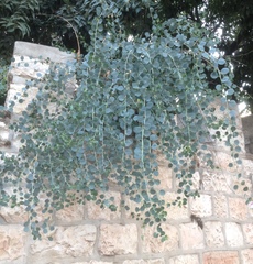 Capparis zoharyi