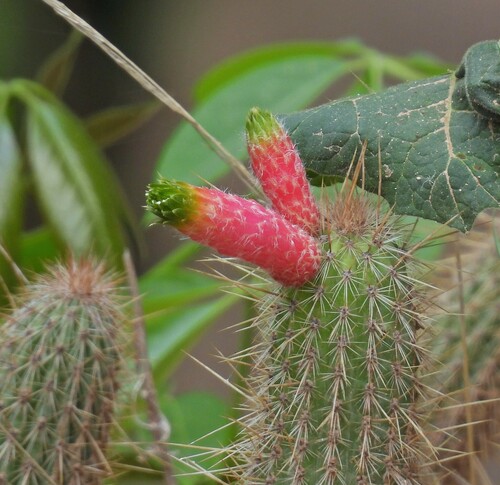 Image of Cleistocactus smaragdiflorus by no rights reserved