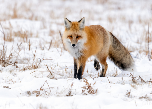 Red Fox photographed in Wyoming