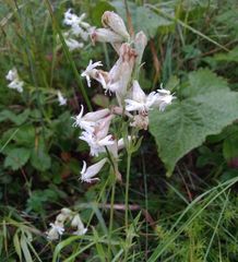 Silene repens