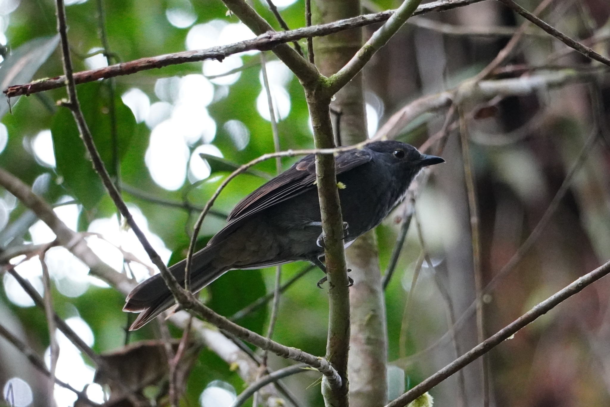 Chestnut-capped Piha (Lipaugus weberi), photo 10