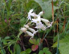 Silene repens