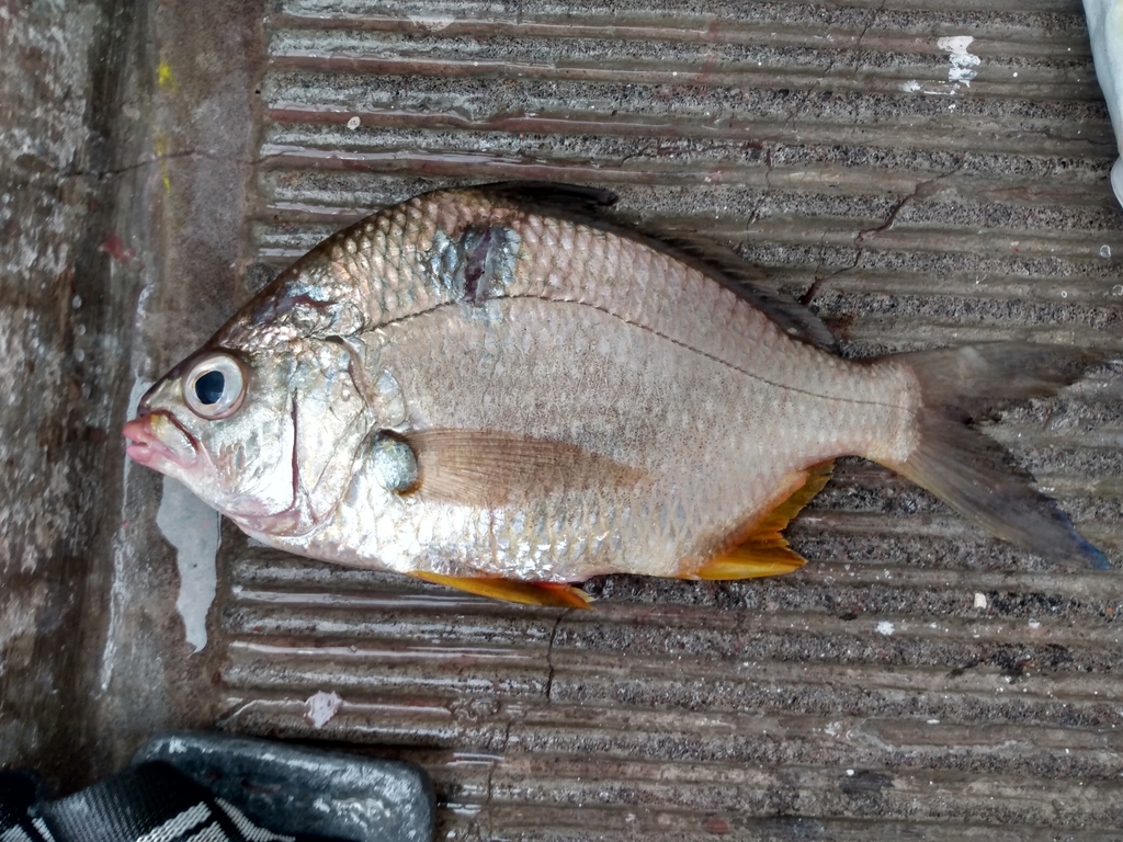 Diapterus brevirostris