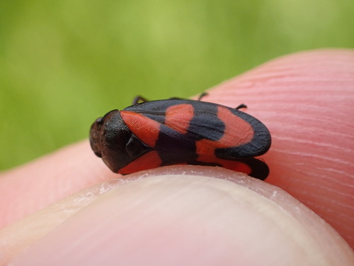 Cercopis vulnerata