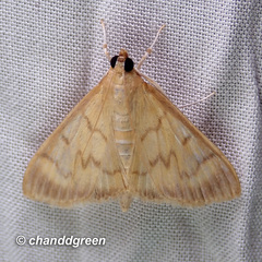 Crypsiptya coclesalis