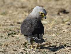 Dickinson's Kestrel photo 5