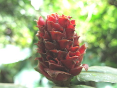 Costus montanus