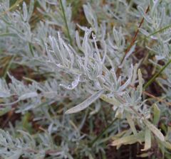 Artemisia dracunculus glauca