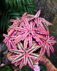 Cryptanthus