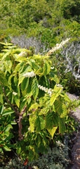 Clethra acuminata