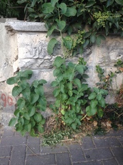 Withania somnifera