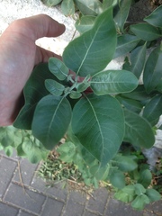 Withania somnifera