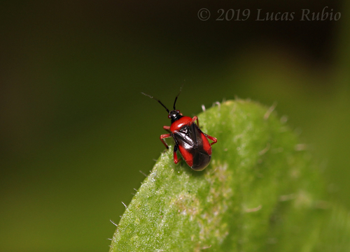 Pachymerocerus purpurissatus