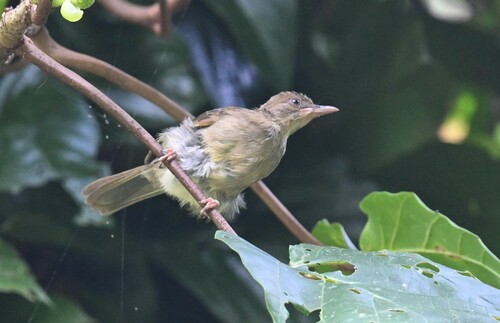 Charlotte's Bulbul (Iole charlottae), photo 3