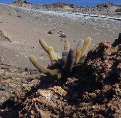 Brachycereus nesioticus