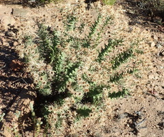 Berkheya cruciata cruciata