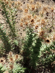 Berkheya cruciata cruciata