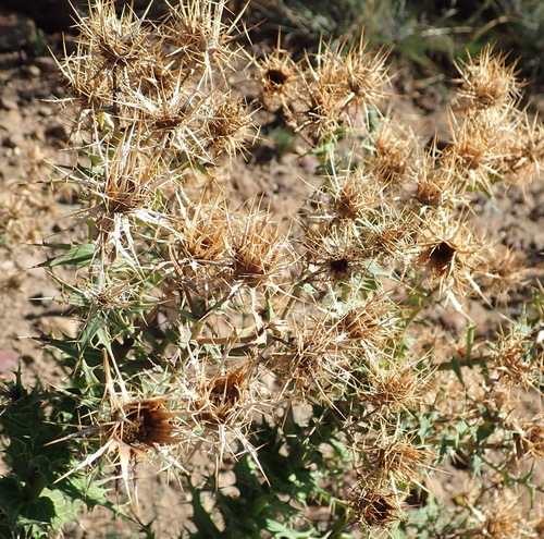 Image of Berkheya cruciata by (c) Nicola van Berkel, some rights reserved (CC BY-SA)