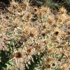 Berkheya cruciata cruciata