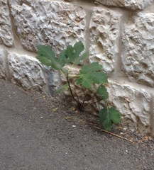 Ficus carica