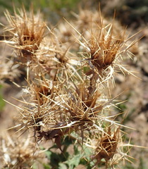 Berkheya cruciata cruciata