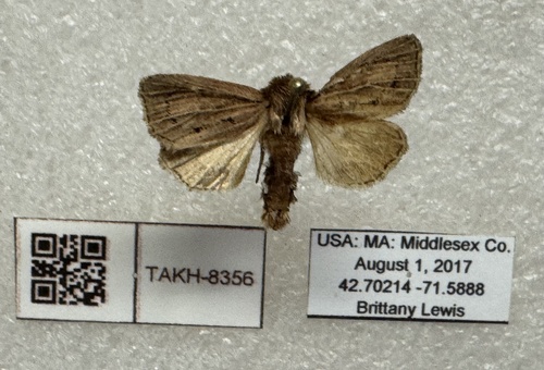Tufted Sedge Moth photo 5