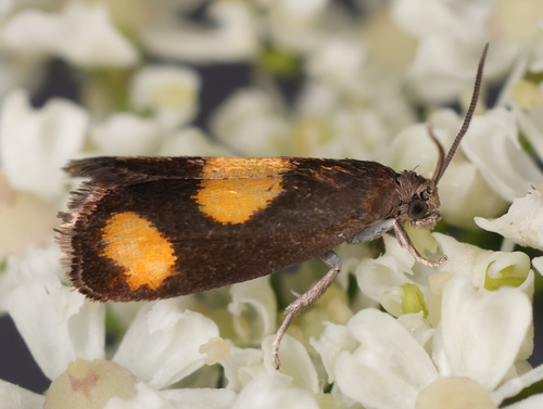 Orange-spot Piercer, Lisse, Nederland, photo 7 of 10