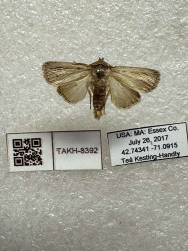 Tufted Sedge Moth photo 4