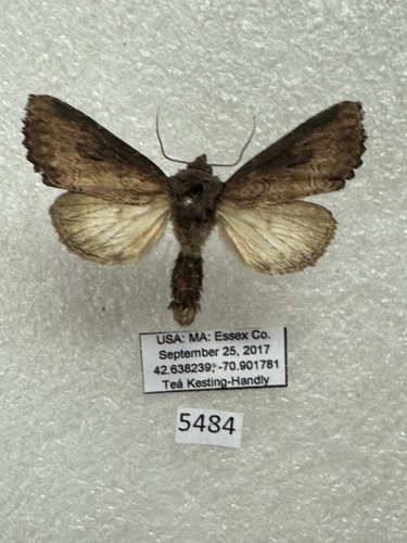 Iris Borer Moth photo 5