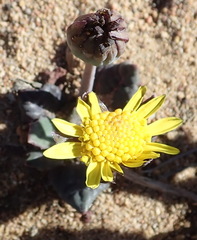 Othonna oleracea