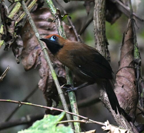 Fluffy-backed Tit-Babbler (Macronus ptilosus), photo 8
