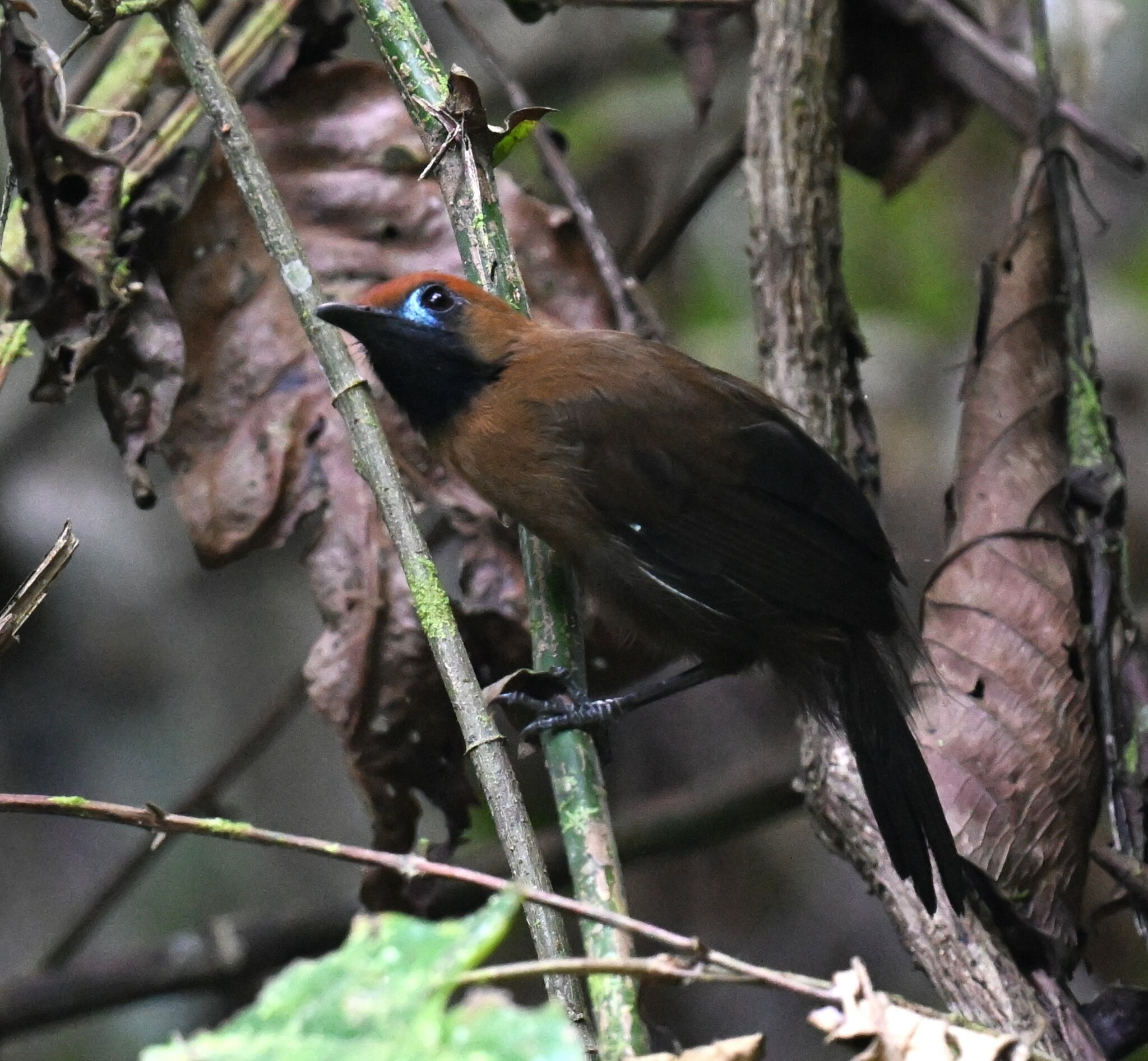 Fluffy-backed Tit-Babbler (Macronus ptilosus), photo 9