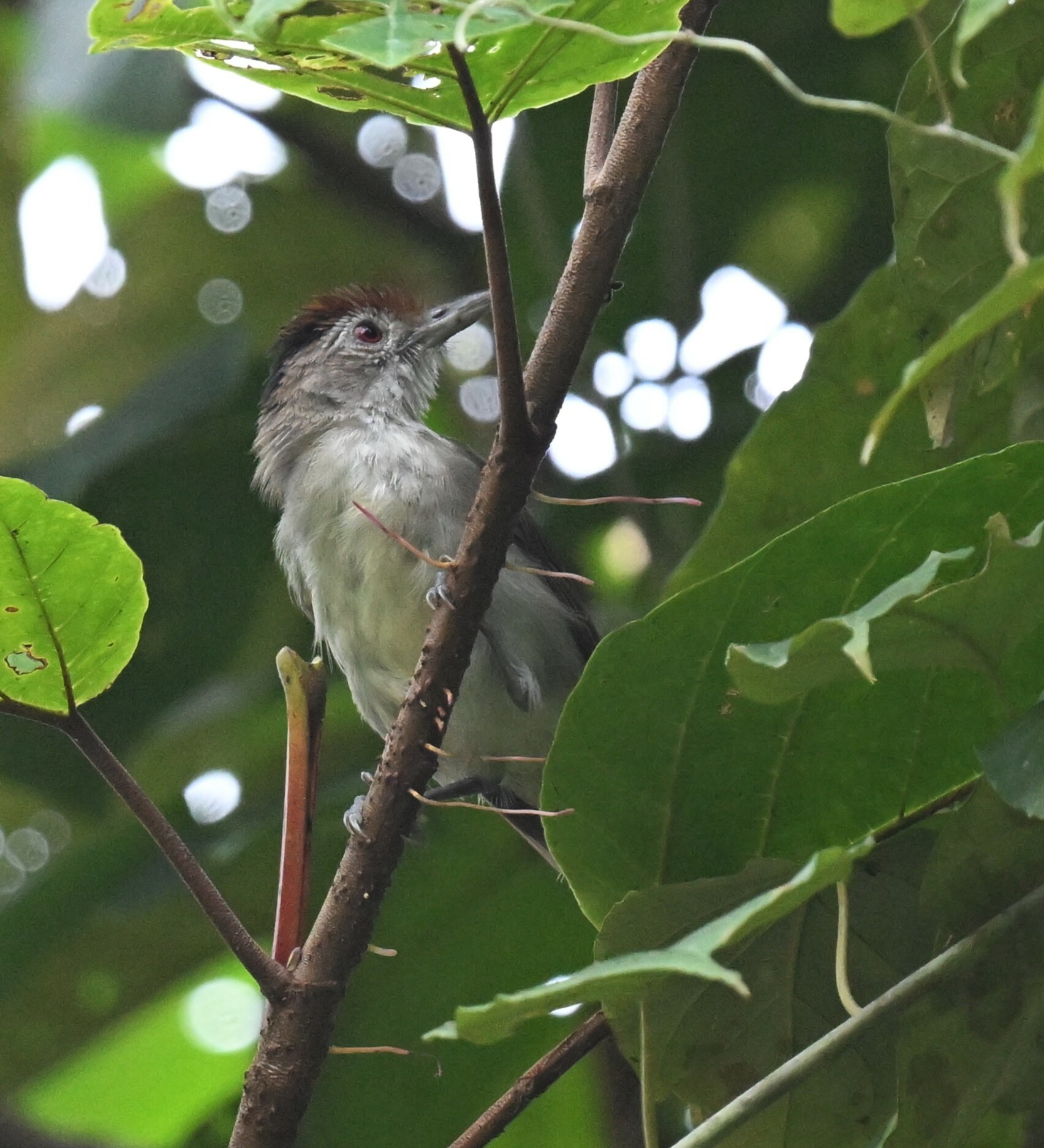 Rufous-crowned Babbler