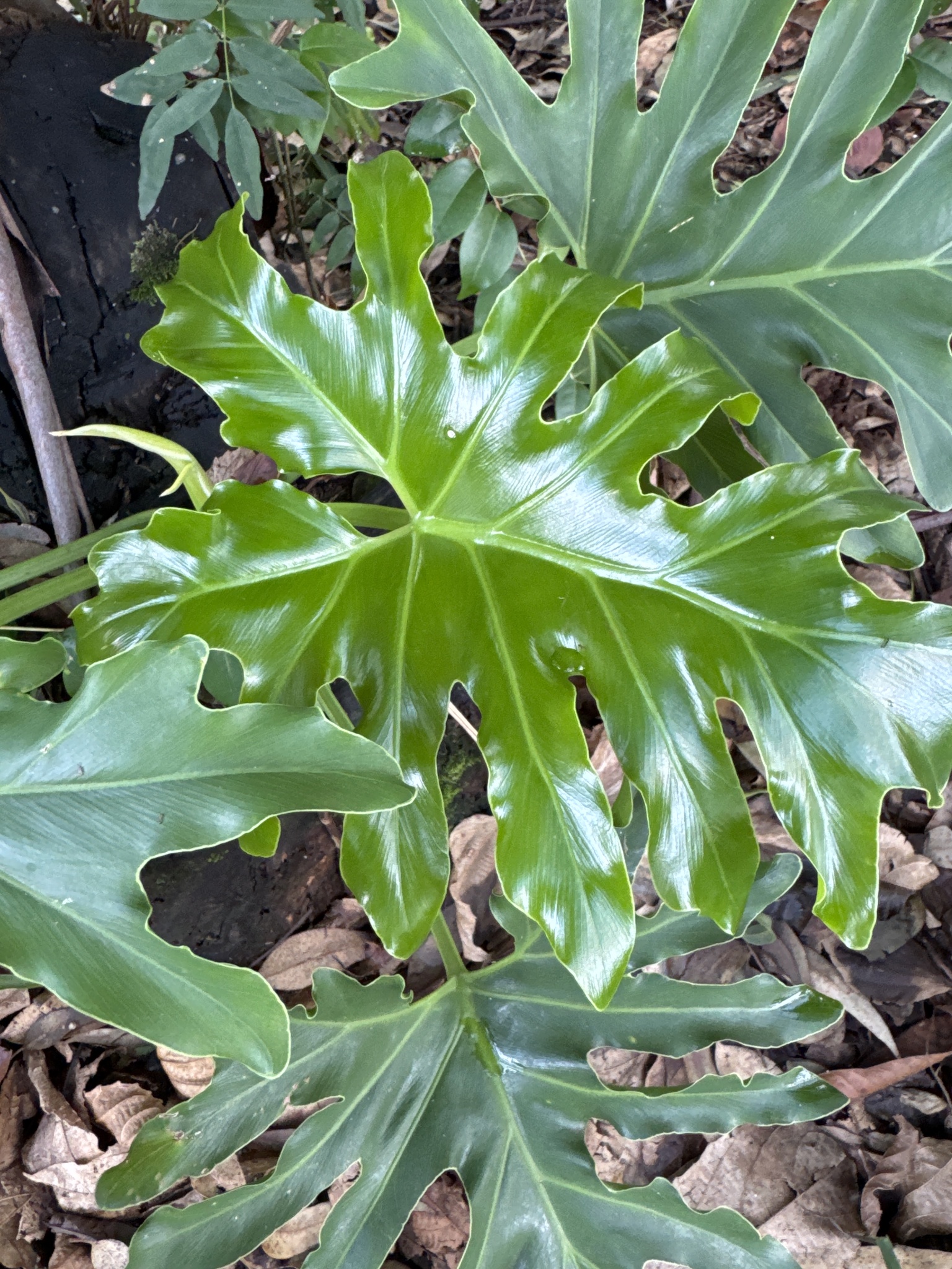Thaumatophyllum bipinnatifidum