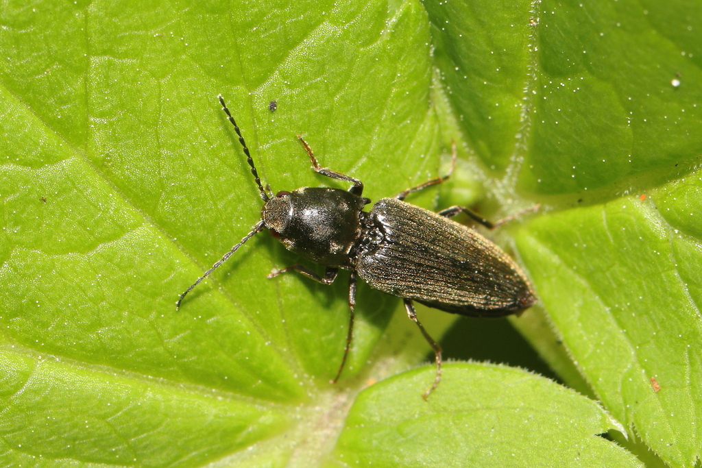 Dicronychus cinereus