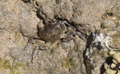 Varunidae