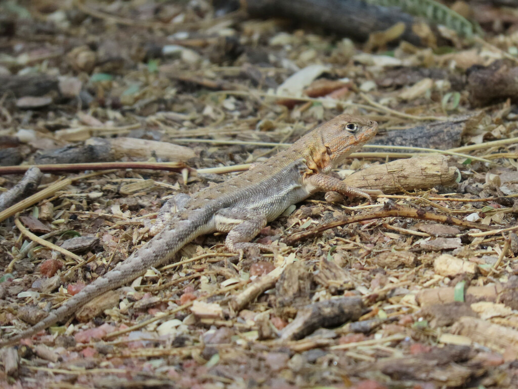 Shoulder Tree Iguana