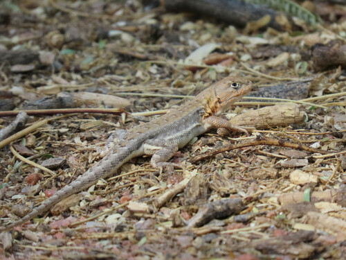 Shoulder Tree Iguana, Liolaemus scapularis