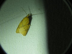Cenopis reticulatana