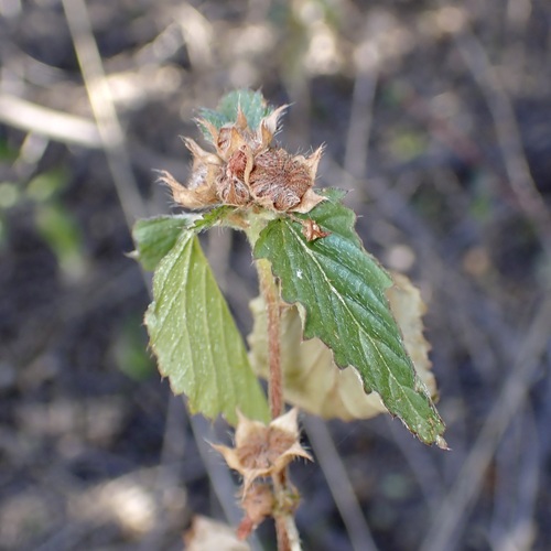 Malvastrum coromandelianum iNat (2)