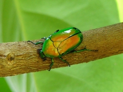 Heterorrhina elegans